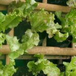 Vertical vegetable garden: our ideas for getting your crops climbing