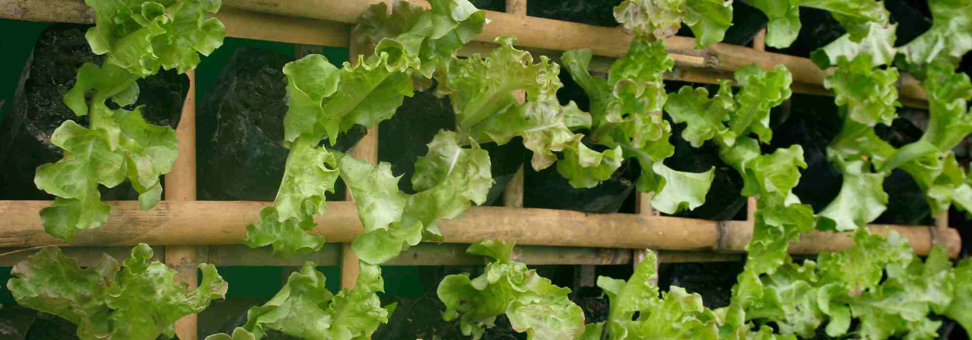 Vertical vegetable garden: our ideas for getting your crops climbing