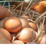 My hens are no longer laying: why?