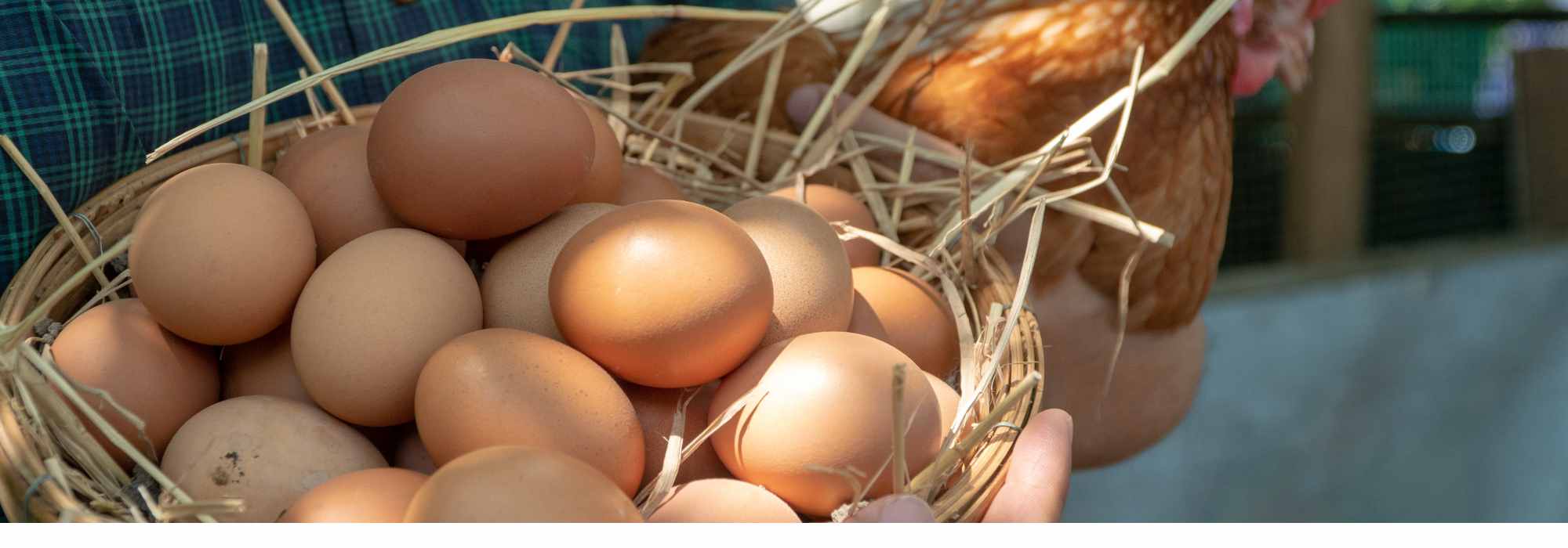 My hens are no longer laying: why?