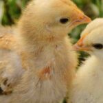 How to feed your chicks effectively and naturally?