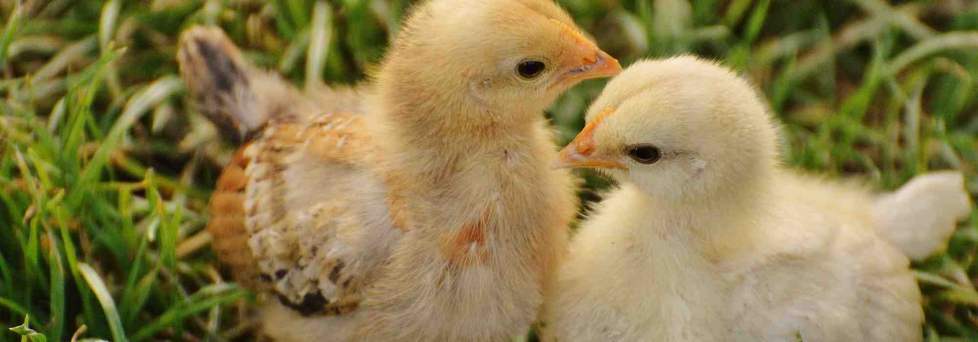 How to feed your chicks effectively and naturally?