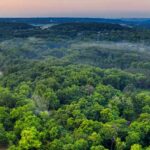 Carbon sinks: the natural solution to climate change?