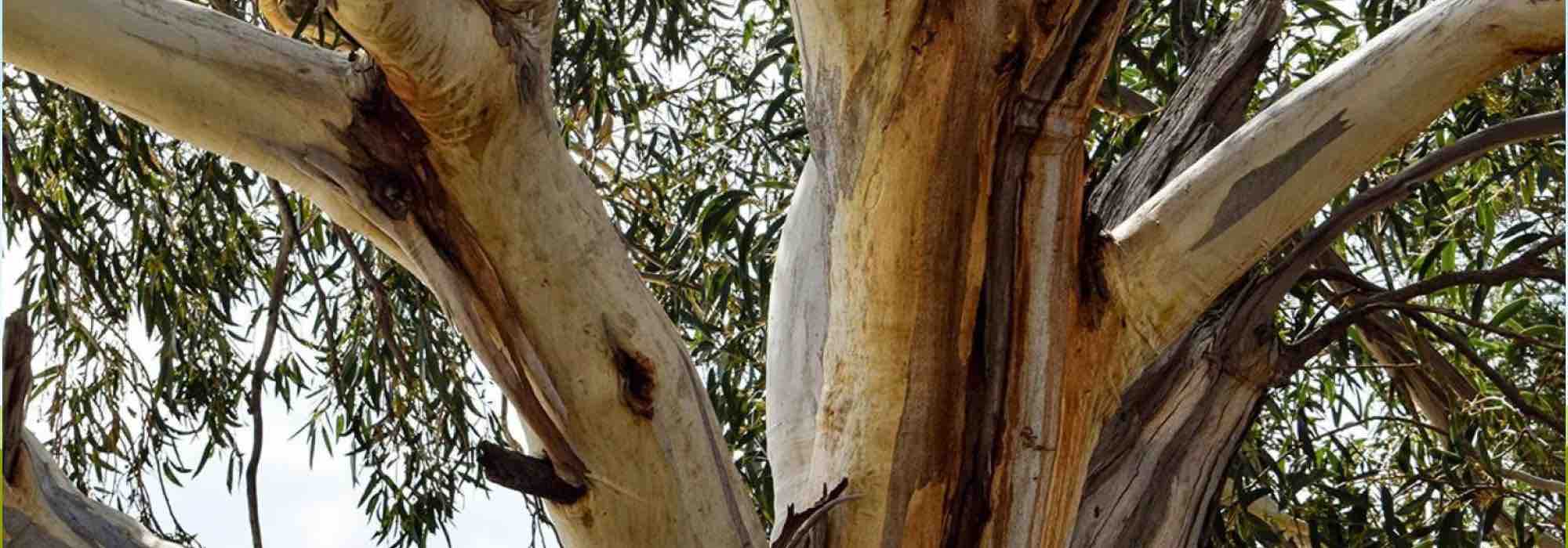 Pyrophytic plants, these fascinating plants that adapt to fire