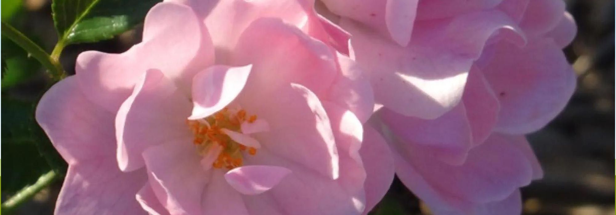 Roses: discover 6 hardy varieties