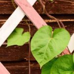 Plant stakes and supports: everything you need to know to choose the right ones.