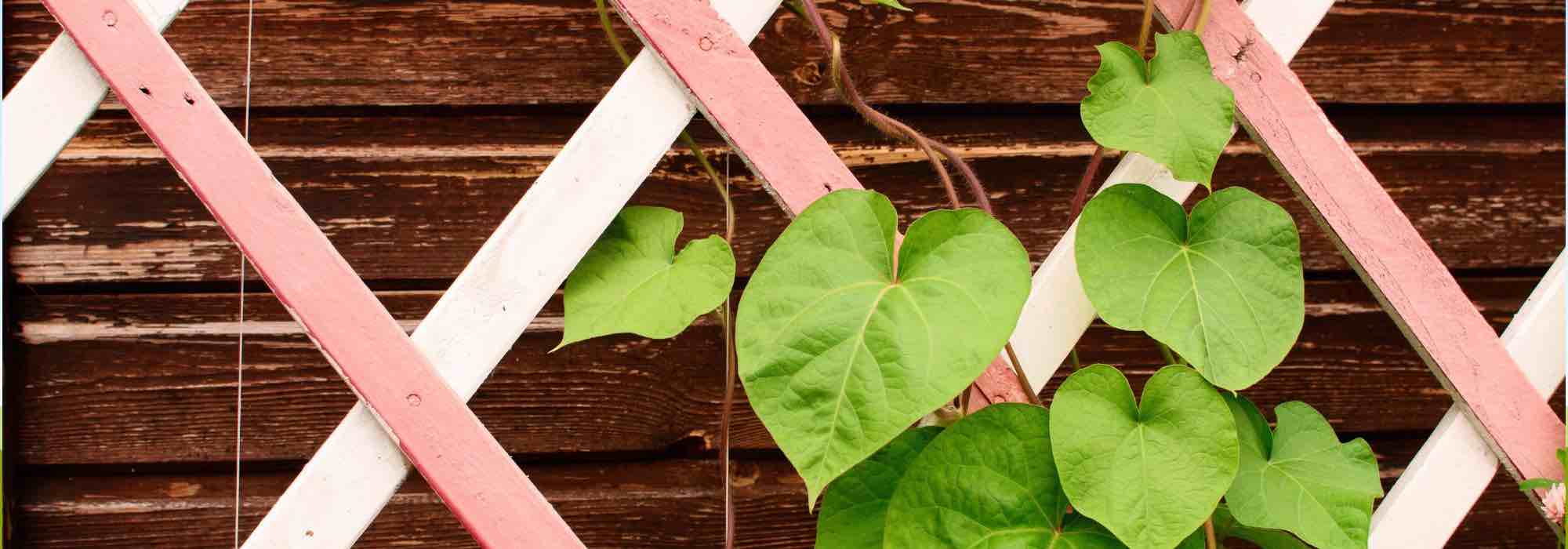 Plant stakes and supports: everything you need to know to choose the right ones.