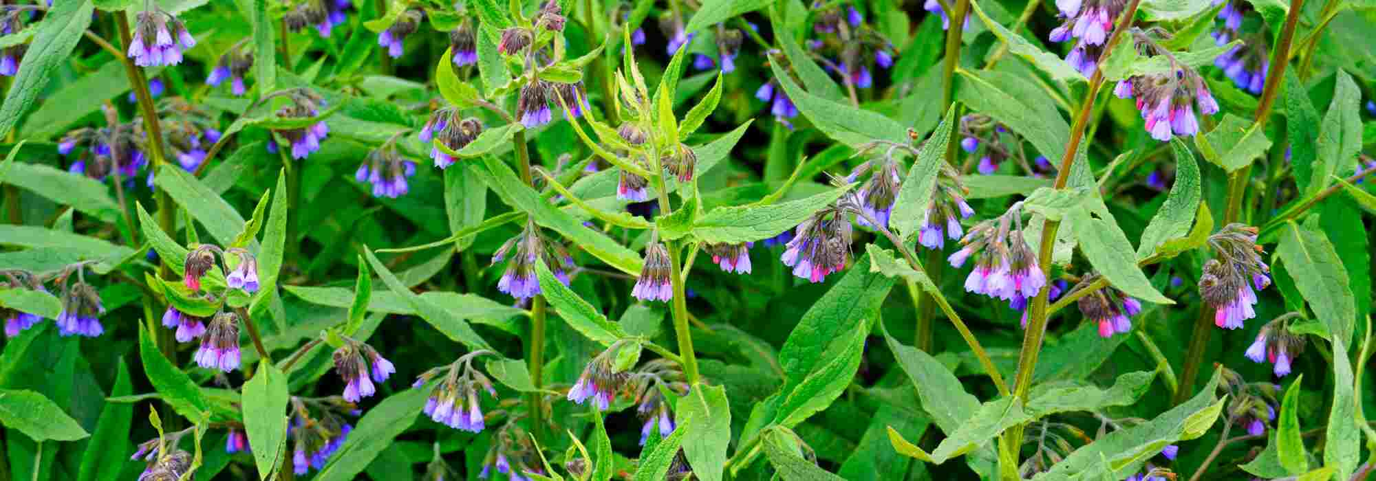 How and why to use comfrey in the garden and in the vegetable plot?