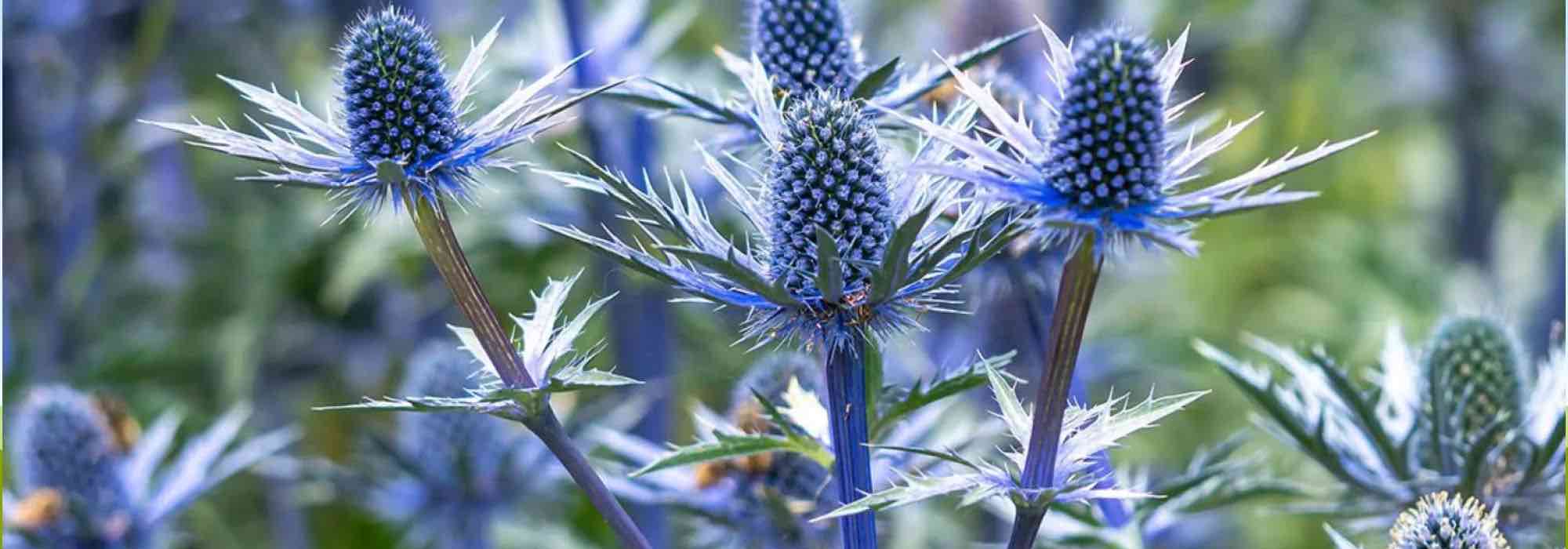 Xerophytic plants, plants adapted to drought