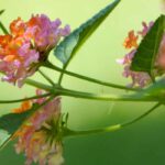 7 lovely pairing ideas with lantanas