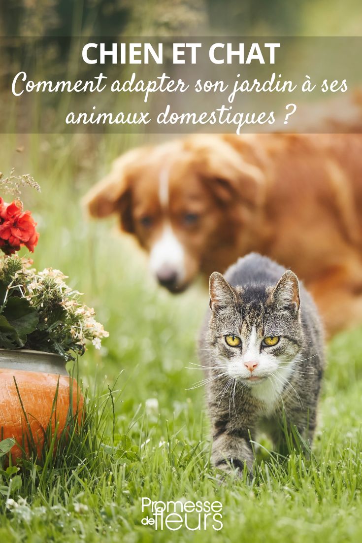 Dog and Cat: How to Adapt Your Garden to Your Pets A pleasant garden with cats and dogs