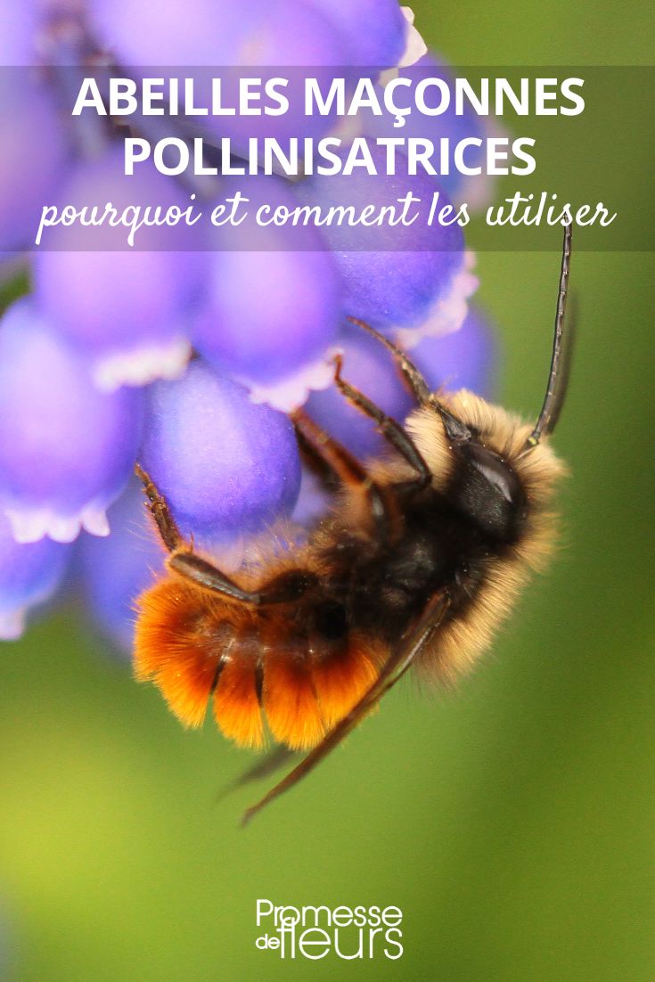 Gardening with Mason Bees