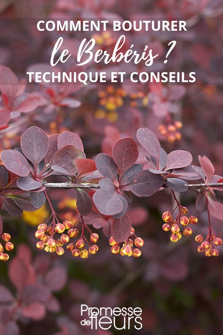 cutting barberry