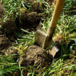 When and how to bury green manures ?