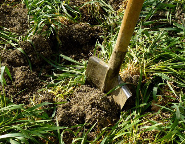 When and how to bury green manures?