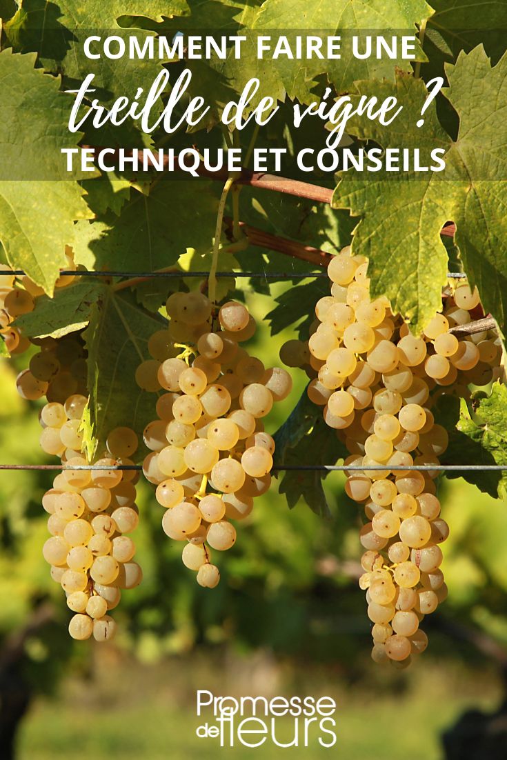 vine trellis tutorial