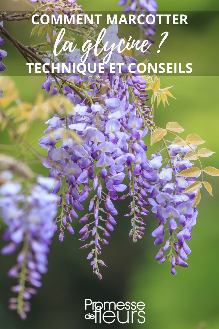 PROPAGATING WISTERIA