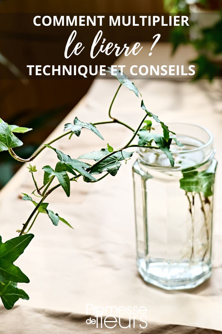 **Propagating Ivy by Cuttings: A Step-by-Step Guide**

Ivy, with its lush foliage and climbing habit, is a popular plant for both indoor and outdoor settings. Propagating ivy through cuttings is a simple and effective way to expand your ivy collection. Here's a step-by-step guide on how to do it:

**Materials Needed:**
- Sharp scissors or pruning shears
- Small pots filled with a well-draining potting mix
- Rooting hormone (optional)
- Clear plastic bag or plastic wrap

**Steps:**

1. **Selecting the Cutting:**
   - Choose a healthy ivy plant to take cuttings from. Look for stems that are not flowering and have several leaves.
   - Using sharp scissors or pruning shears, cut a 4-6 inch cutting from the tip of a healthy stem. Make sure the cutting has at least two sets of leaves.

2. **Preparing the Cutting:**
   - Remove the lower set of leaves from the cutting, leaving only the top set of leaves.
   - If desired, dip the cut end of the cutting in rooting hormone to encourage root development.

3. **Planting the Cutting:**
   - Fill a small pot with a well-draining potting mix.
   - Make a hole in the soil with a pencil or your finger.
   - Insert the cutting into the hole, making sure the node where the leaves were removed is below the soil line.

4. **Caring for the Cutting:**
   - Water the cutting thoroughly after planting to settle the soil.
   - Place the pot in a warm, bright location, but out of direct sunlight.
   - Cover the pot with a clear plastic bag or plastic wrap to create a mini greenhouse effect and retain moisture.

5. **Rooting Process:**
   - Check the cutting regularly for signs of new growth and root development.
   - Mist the cutting with water if the soil feels dry.
   - After 4-6 weeks, gently tug on the cutting to feel for resistance, indicating root growth.

6. **Transplanting:**
   - Once roots have developed, transplant the cutting into a larger pot or into the garden.

By following these simple steps, you can successfully propagate ivy through cuttings and expand your ivy collection with ease. Happy gardening!