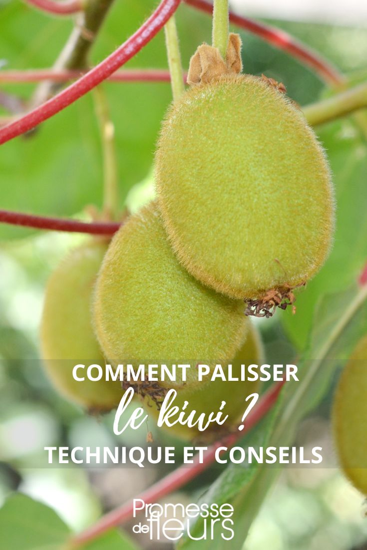 Trellising Kiwi
