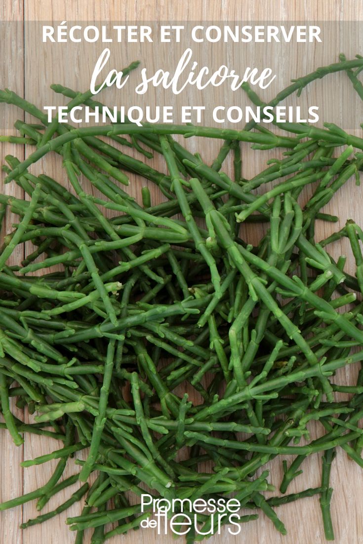 Growing samphire