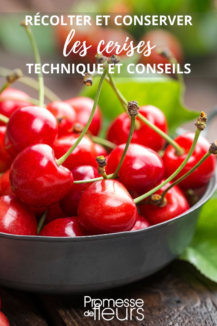 Cherry Preservation