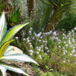 Adapting to climate change: plants and practices to adopt in the garden