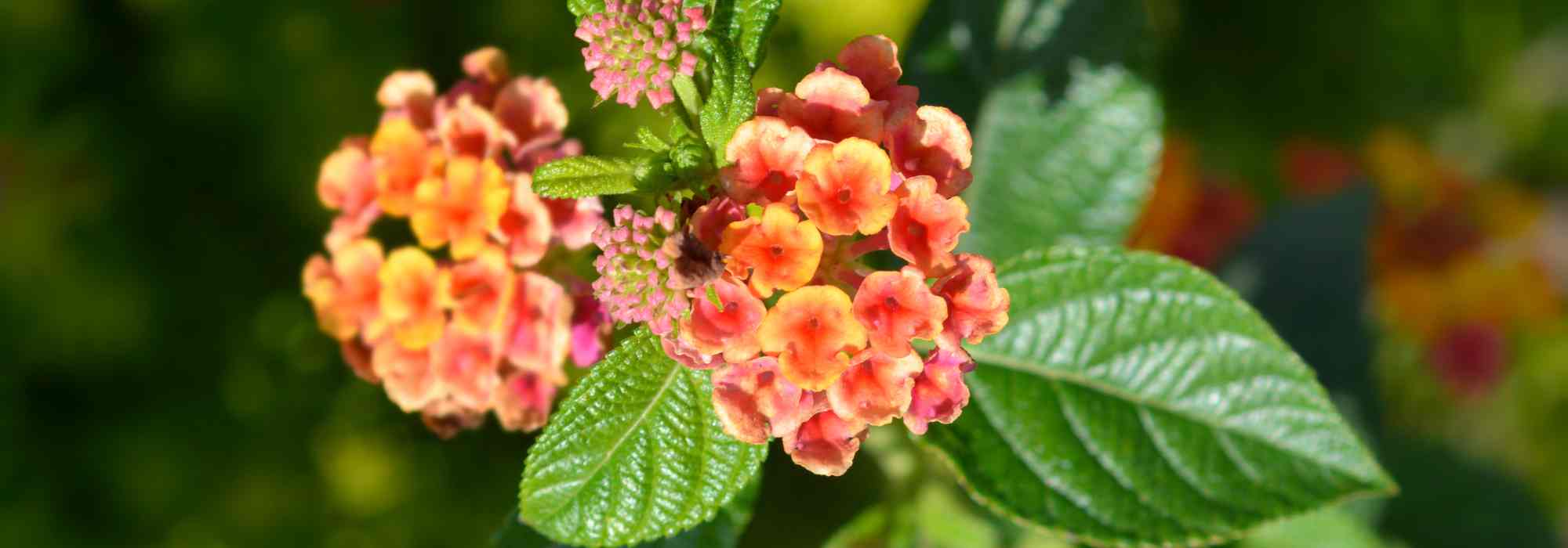 Growing Lantana in pots