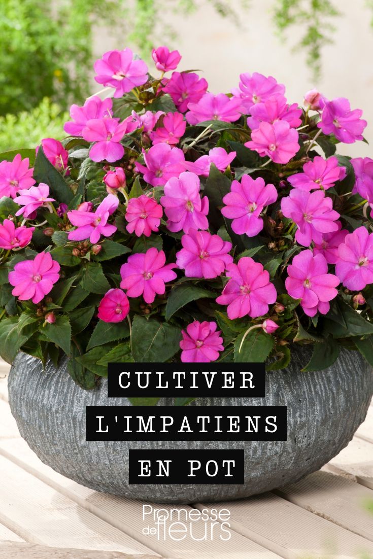 How to plant impatiens in pots