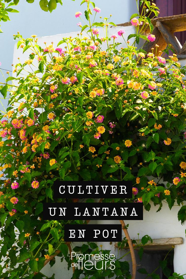 Growing Lantana in a Pot Lantana