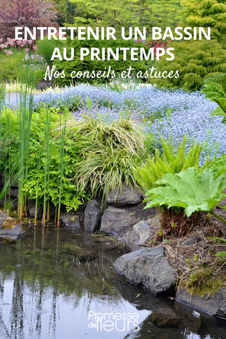 Spring is a busy time in the pond. Here are a few tasks to consider:

- **Cleaning**: Remove any debris that has accumulated over the winter.
- **Planting**: Add new aquatic plants to your pond.
- **Feeding**: Start feeding your fish again as the water temperature rises.
- **Maintenance**: Check the pump, filter, and other equipment to ensure they are working properly.
- **Water quality**: Test the water quality and make any necessary adjustments.
- **Repairs**: Take care of any repairs or upgrades needed for the pond.

Enjoy your pond this spring!