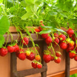 The best space-saving ideas for growing strawberries
