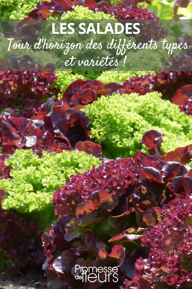 **What salads for my garden?**

If you're looking to grow salads in your garden, there are several options to consider. Here are some popular choices:

- **Lettuce**: A staple in any salad, lettuce comes in various types such as butterhead, romaine, and loose-leaf. Easy to grow and perfect for beginners.

- **Spinach**: Rich in nutrients, spinach is a versatile green that can be used in salads or cooked dishes.

- **Arugula**: Known for its peppery flavour, arugula adds a unique taste to salads.

- **Kale**: A superfood packed with vitamins and antioxidants, kale is a hearty green that can withstand colder temperatures.

- **Radishes**: These crunchy root vegetables add a spicy kick to salads and are quick to grow.

- **Herbs**: Fresh herbs like basil, parsley, and cilantro can elevate the flavour of your salads.

These are just a few options to get you started. Experiment with different varieties to find the ones you enjoy the most!