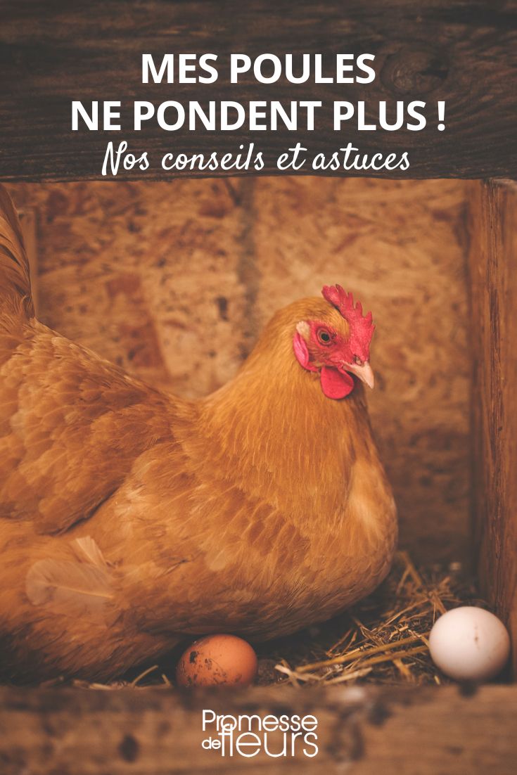 My hens have stopped laying eggs, what should I do My hen no longer lays eggs.