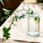 How to propagate ivy?