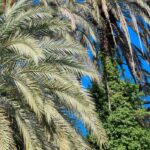 Nematodes for palm pests: why and how to use them in the garden?