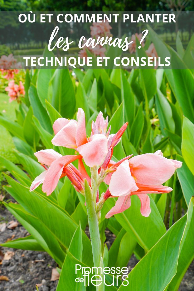 planting cannas in the garden