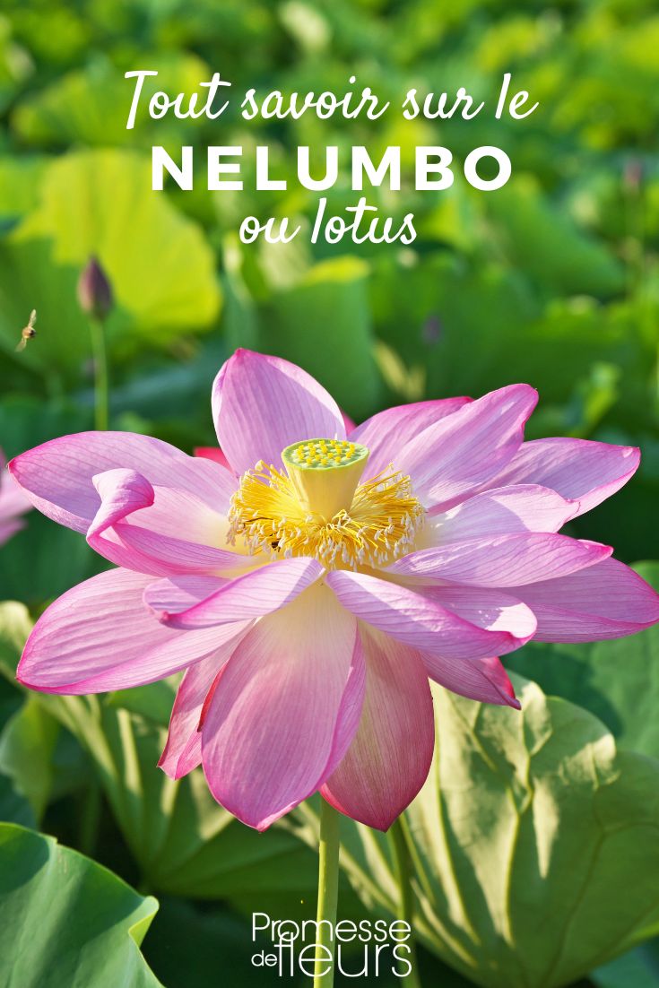 lotus Nelumbo: planting, growing, and maintaining