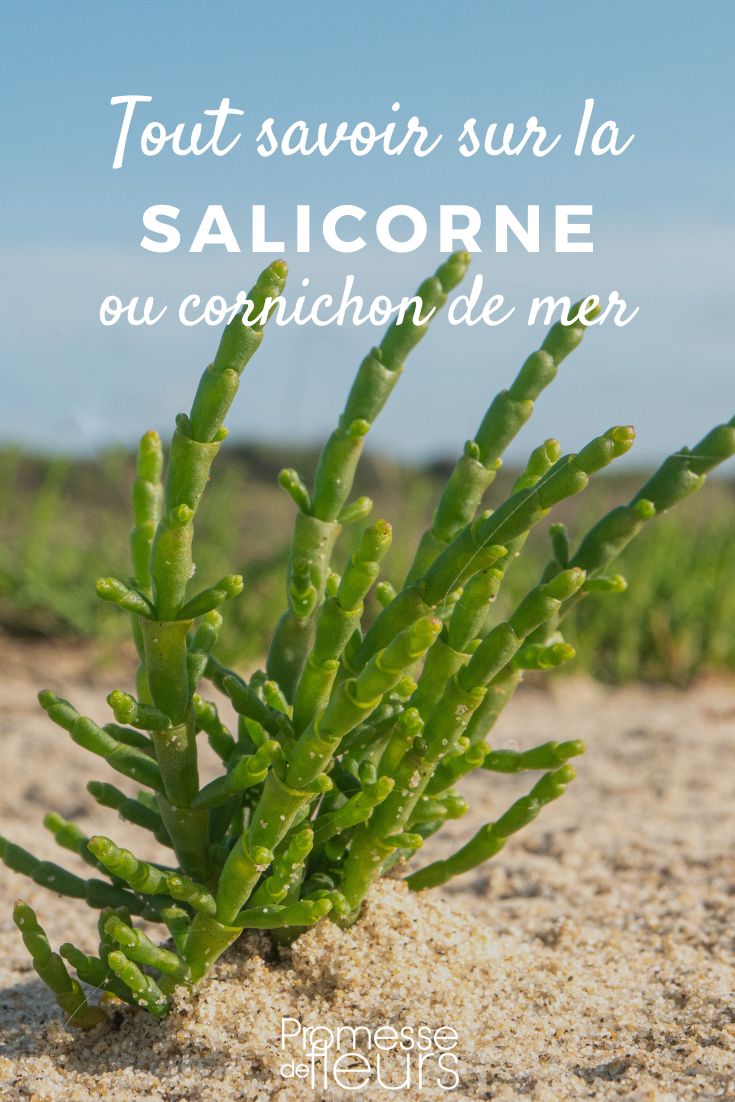 sea holly