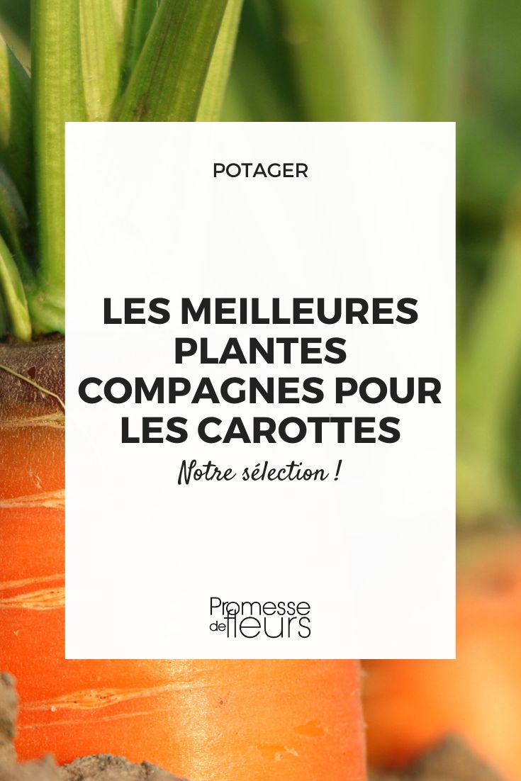 What are the best companion plants for carrots Carrots Association in the Vegetable Garden