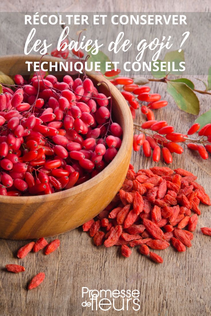 **Harvesting and Storing Goji Berries**