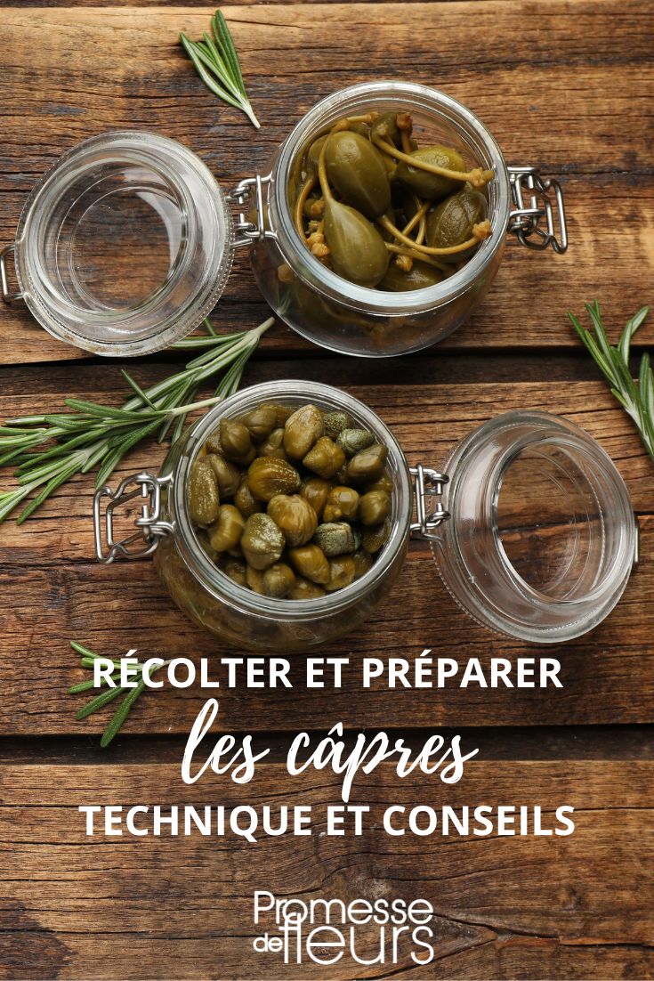 Making homemade capers