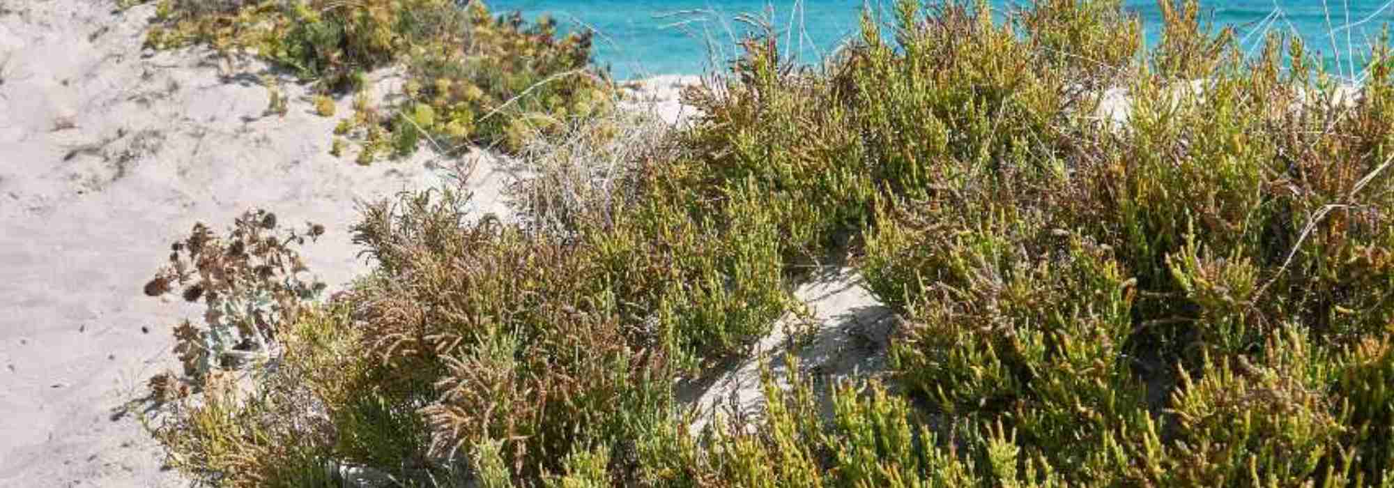 Sea Purslane - Sea Pickle: Planting, Growing, and Harvesting