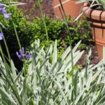 Discover Agapanthus with variegated foliage