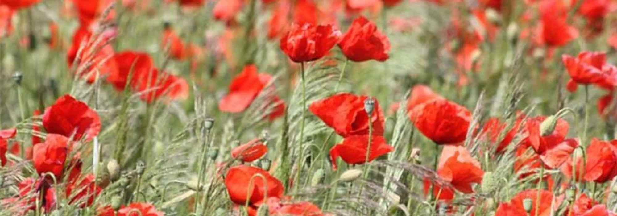 Our top 7 red-flowered annuals