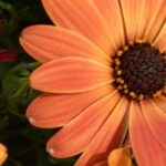 The best orange-flowered annuals for a warm garden