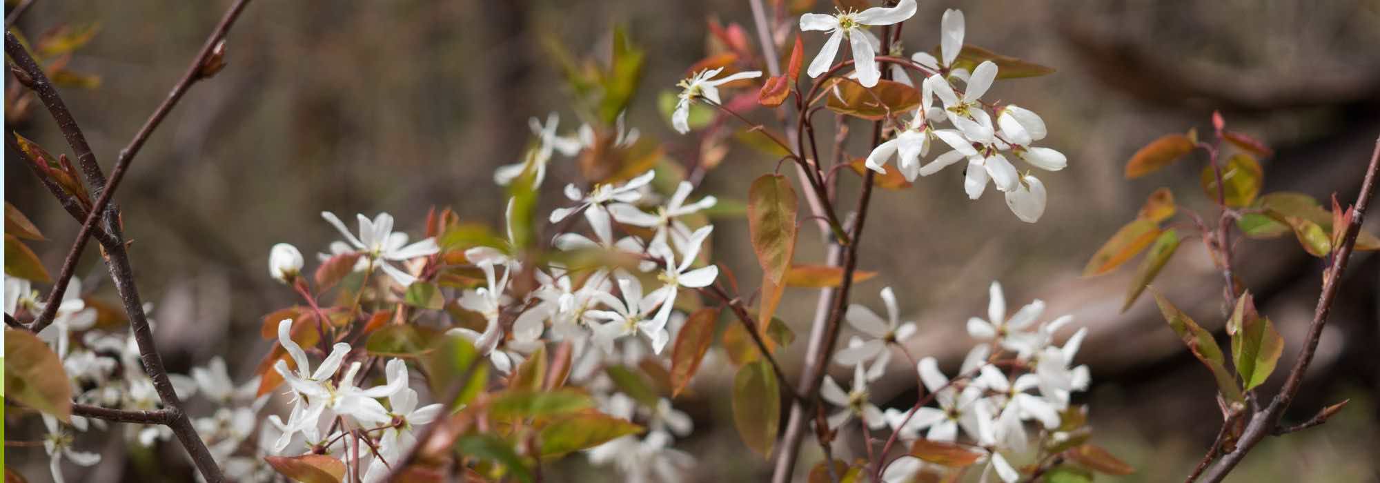 7 Must-have shrubs for a Forest garden