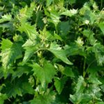 Orache in the kitchen: plant-based recipes for rediscovering an ancient vegetable