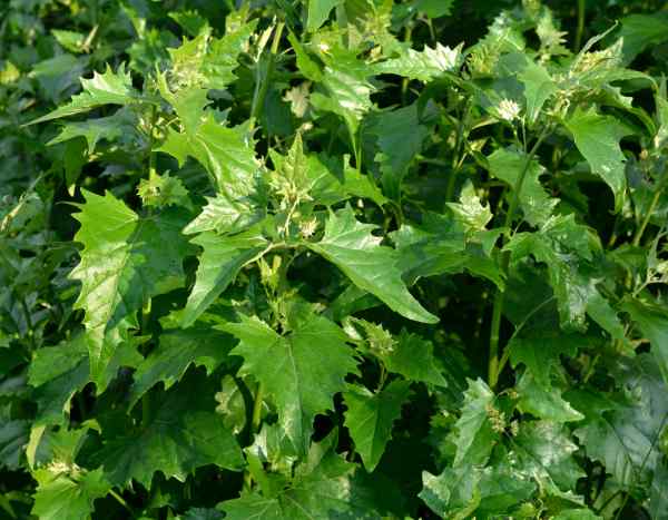 Orache in the kitchen: plant-based recipes for rediscovering an ancient vegetable