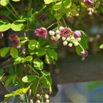 How to propagate <em>Akebia</em>?