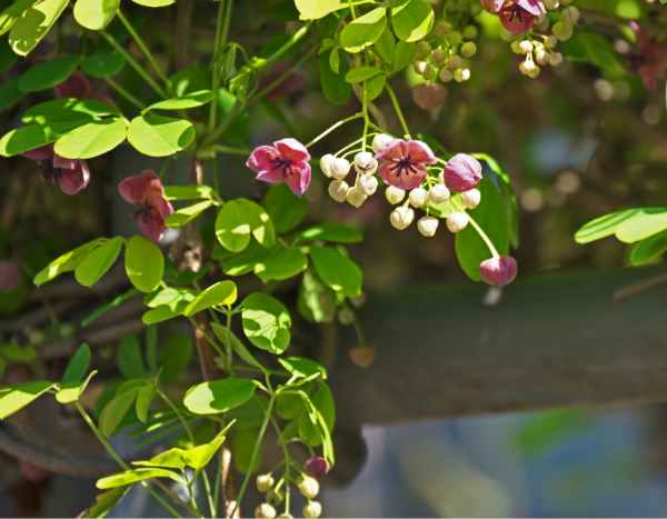 How to propagate <em>Akebia</em>?